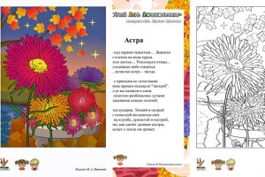 ВеДеДо - Букет Цветов - Астра